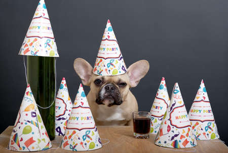 Purebred bulldog breed dog with big black eyes and ears sits with a cheerful holiday cap on its head and celebrates a birthday against a gray wall next to vine set on a wooden table in a sad mood.