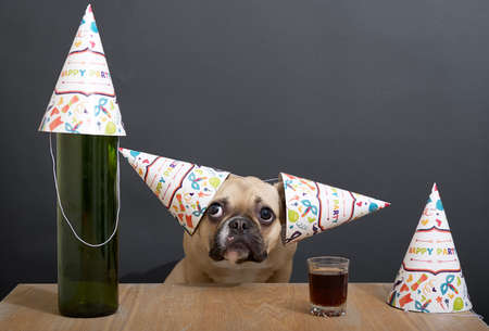 Purebred bulldog breed dog with big black eyes and with a cheerful holiday cap on its ears sits posing and celebrates a birthday against a gray wall next to vine set on a wooden table in a sad mood.