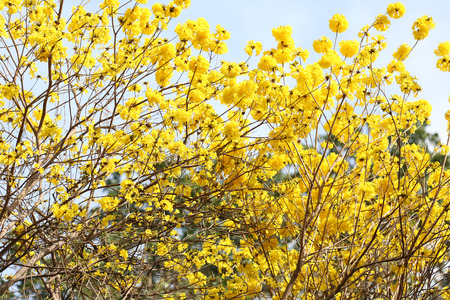 Tabebuia については 花または黄色の Tabebuia 花を咲かせる庭園 熱帯の黄色い花の木にインドからの種 の写真素材 画像素材 Image