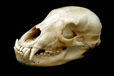 700890-black-bear-skull-