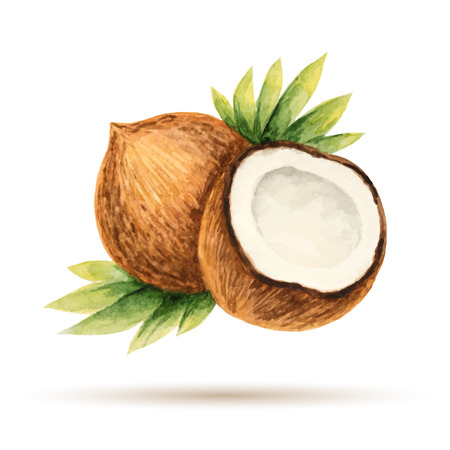 coconut: Mặt dừa được vẽ màu nước trên một nền trắng Hình minh hoạ