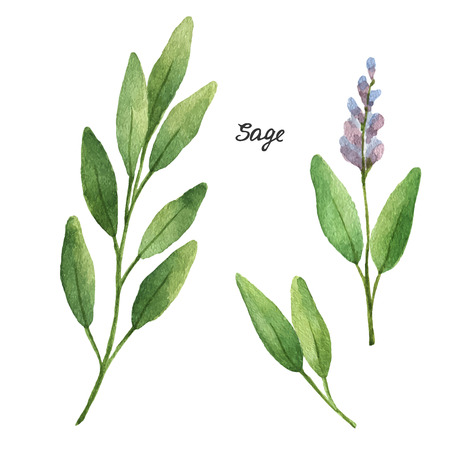 4 877 セージ のイラスト素材 ベクター 123rf 4 877 セージ のイラスト素材 ベクター 123rf