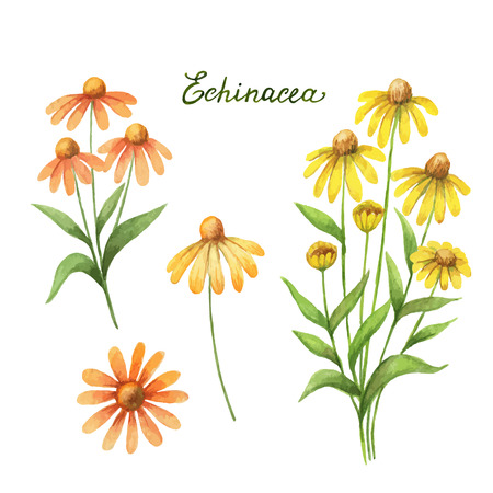 カレンデュラの描かれた水彩ベクトル植物イラストを手マリーゴールド デザイン自然化粧品 アロマセラピー 医学 健康製品 ホメオパシーの癒しのハーブ の イラスト素材 ベクタ Image カレンデュラの描かれた水彩ベクトル植物イラストを手マリーゴールド デザイン自然化粧品 アロマセラピー 医学 健康製品 ホメオパシーの癒しのハーブ の イラスト素材 ベクタ Image