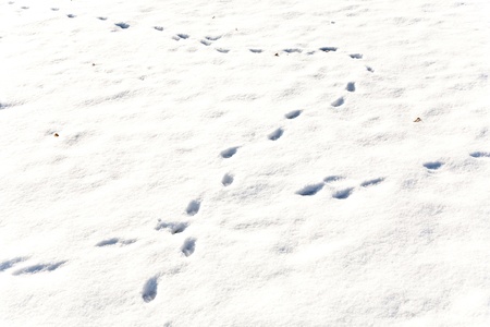 Empreintes De Patte De Chat Dans La Neige Fraiche Banque D Images Et Photos Libres De Droits Image Empreintes De Patte De Chat Dans La Neige Fraiche Banque D Images Et Photos Libres De Droits Image