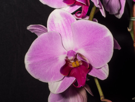 胡蝶蘭は その比較的大きい花サイズのためよく知られていると色が印象的な の写真素材 画像素材 Image 胡蝶蘭は その比較的大きい花サイズのためよく知られていると色が印象的な の写真素材 画像素材 Image