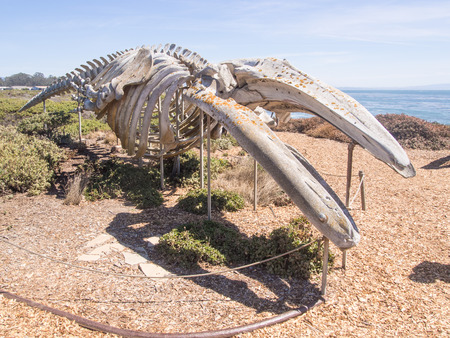 カリフォルニア大学サンタクルーズ校の長い海洋研究所外骨格シロナガスクジラ の写真素材 画像素材 Image カリフォルニア大学サンタクルーズ校の長い海洋研究所外骨格シロナガスクジラ の写真素材 画像素材 Image