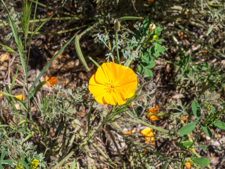 カリフォルニアポピー Eschscholzia と 家族ケシ科 アメリカ合衆国とメキシコ 原産の草花の種とカリフォルニア州の公式の州花であります の写真素材 画像素材 Image カリフォルニアポピー Eschscholzia と 家族ケシ科 アメリカ合衆国とメキシコ 原産の草花の種とカリフォルニア州の公式の州花であります の写真素材 画像素材 Image