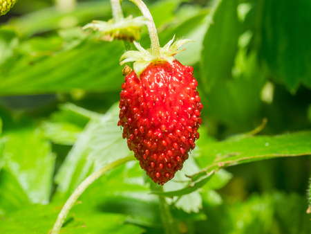 ワイルドストロベリー エゾヘビイチゴ は ローズの家族 北半球の大部分で自生して食用に適する果実を生成する多年生の草本植物です の写真素材 画像素材 Image ワイルドストロベリー エゾヘビイチゴ は ローズの家族 北半球の大部分で自生して食用に適する果実を生成する多年生の草本植物です の写真素材 画像素材 Image
