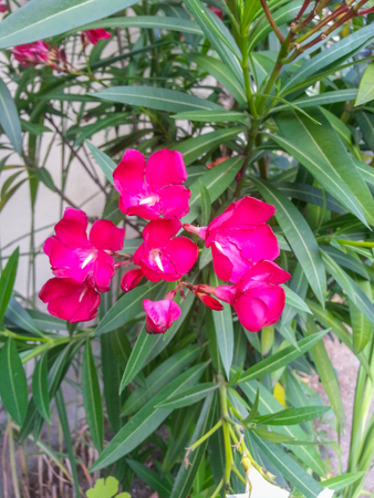 キョウチクトウ 夾竹桃 常緑の低木または付いているバシクルモン家族キョウチクトウ科のすべての部分は有害で小さな木です の写真素材 画像素材 Image キョウチクトウ 夾竹桃 常緑の低木または付いているバシクルモン家族キョウチクトウ科のすべての部分は有害で小さな木です の写真素材 画像素材 Image