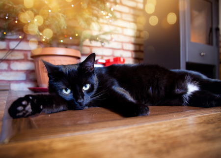 cute black cat relaxing in front of christmas tree and fire burning in fireplace in the - Black Cat Christmas Tree cute black cat relaxing in front of christmas tree and fire burning in fireplace in the - Black Cat Christmas Tree
