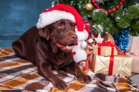 black labrador retriever wearing as santa sitting with gifts on christmas decorations background stock photo - Black Lab Christmas Decor black labrador retriever wearing as santa sitting with gifts on christmas decorations background stock photo - Black Lab Christmas Decor