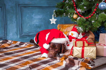 black labrador retriever lying with gifts on christmas decorations background stock photo 64513527 - Black Lab Christmas Decor black labrador retriever lying with gifts on christmas decorations background stock photo 64513527 - Black Lab Christmas Decor