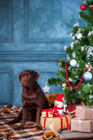 black labrador retriever sitting with gifts on christmas decorations background stock photo 64513537 - Black Lab Christmas Decor black labrador retriever sitting with gifts on christmas decorations background stock photo 64513537 - Black Lab Christmas Decor