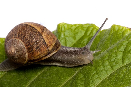 Close up view of a snail walking around on a white background. Фото со стока