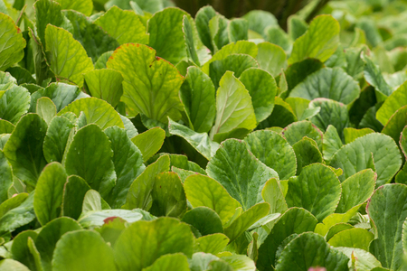 close up view of a green beautiful nursery of plants in the urban garden stock - Garden View Nursery close up view of a green beautiful nursery of plants in the urban garden stock - Garden View Nursery
