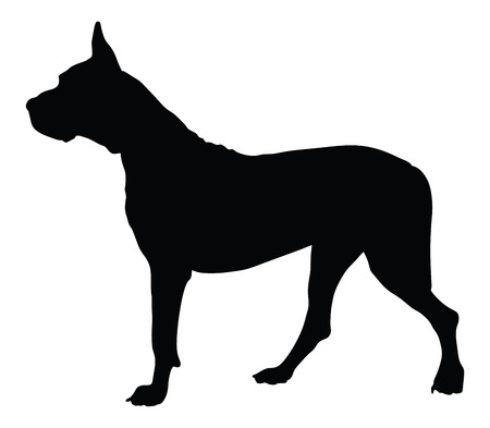 道後アルゼンチン アルゼンチン マスティフ 純血種の犬立っている側のビューで ベクトル シルエット分離します アルゼンチン グレート デーン マスティフ 犬 のイラスト素材 ベクタ Image