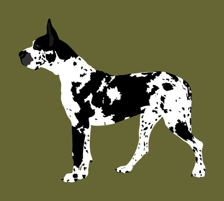 Portrat Der Vektor Schattenbildillustration Der Deutschen Dogge Lokalisiert Boston Dane Harlekin Hund Deutscher Hund Lizenzfrei Nutzbare Vektorgrafiken Clip Arts Illustrationen Image 91345670