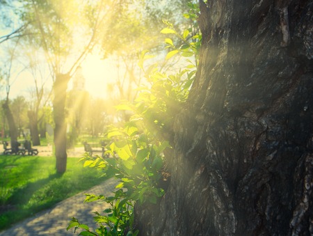 Sun shining over tree trunk in park with view at grass, copy-space