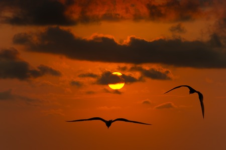 バック グラウンドで夕焼け空を飛んでいる鳥のシルエット。の