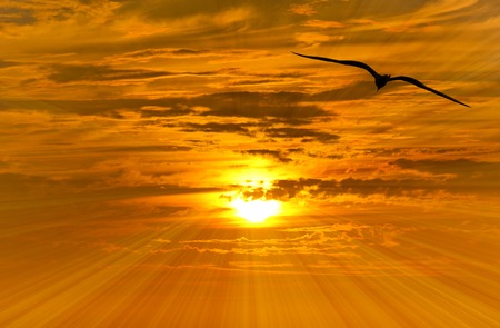 夕焼け鳥の休息 飛んでいる鳥自由シルエットは外側に向かって発せられる太陽線