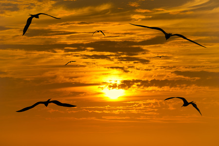 夕焼け鳥の休息 飛んでいる鳥のシルエットが鳥と夕日に飛んで美しいオレンジ色の