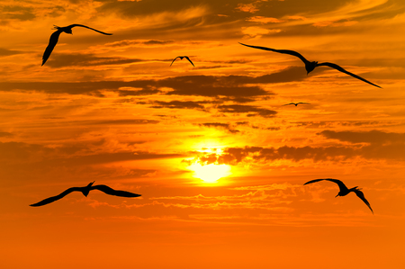 レビュー高評価商品 飛んでいる鳥のシルエットが鳥と夕日に飛んで美しいオレンジ色の 絵画