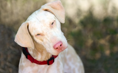 好奇心が強い犬はその美しい磁気目で不思議と見上げています の写真素材 画像素材 Image 好奇心が強い犬はその美しい磁気目で不思議と見上げています の写真素材 画像素材 Image