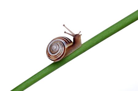 Snail on a branch
