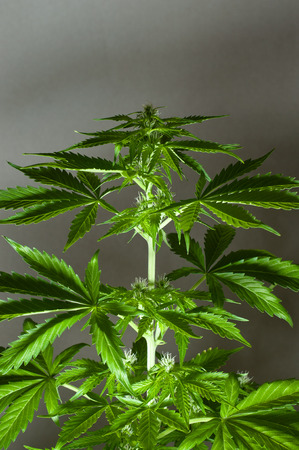 A Marijuana Plant Almost Ready To Harvest Stock Photo, Picture And ... A Marijuana Plant Almost Ready To Harvest Stock Photo, Picture And ...