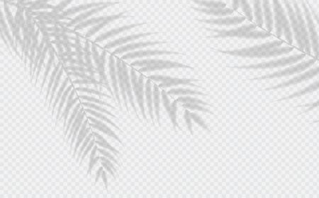 Transparent shadow effects. vector with shadow overlays on transparent background. vector of transparent shadows of palm leaf, leaves Imagens