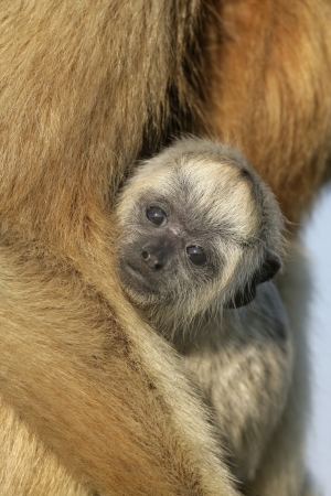 黒ホエザル ホエザル Caraya 枝 ブラジルの若い単一の女性 の写真素材 画像素材 Image