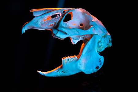 ウサギ頭蓋骨 の写真素材 画像素材 Image