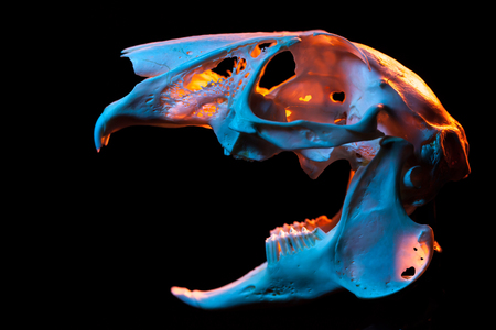 ウサギ頭蓋骨 の写真素材 画像素材 Image