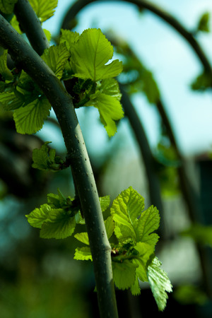 The Young Shoots Of A Weeping Mulberry Leaves Stock Photo The Young Shoots Of A Weeping Mulberry Leaves Stock Photo