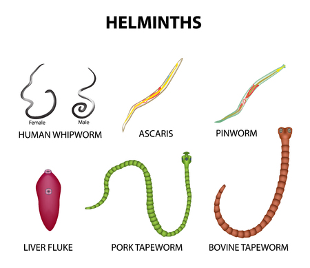 a férgek a helminthiasis)