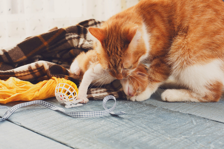薄茶色の猫と子猫 母猫は首の首筋で子猫を受け取り 安全な場所に運ぶ ママと子供 マタニティ ケア の写真素材 画像素材 Image