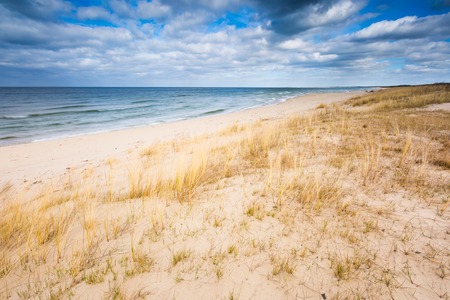 野生の草と海岸植物と美しい海岸 バルト海の海岸 の写真素材 画像素材 Image 野生の草と海岸植物と美しい海岸 バルト海の海岸 の写真素材 画像素材 Image