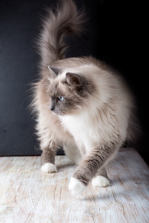 Beautiful Neva Masquerade cat portrait. Adult purebred siberian cat.