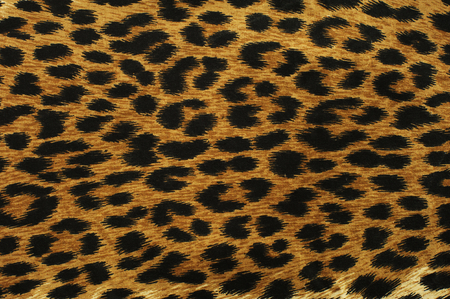 puma texture puma texture