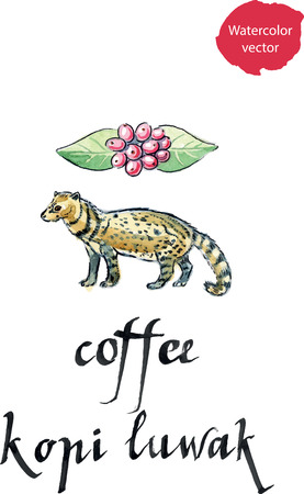 アジア ハクビシン は 高価なコーヒー コピ ルアク 水彩 手描きの生産のために使用される動物のイラスト素材 ベクタ Image