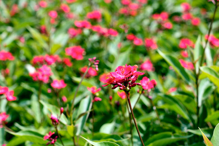 Pentas 赤い花を持つ常緑の装飾的な低木の写真素材・画像素材