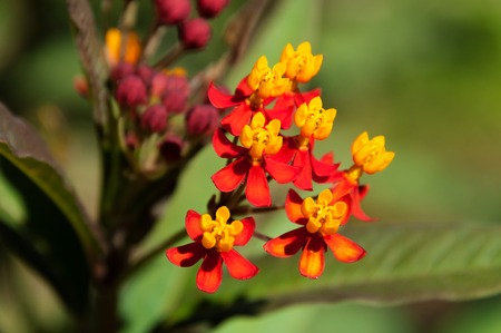 トウワタ属さんに感謝の花や緑の背景で庭に緋のトウワタ の写真素材 画像素材 Image トウワタ属さんに感謝の花や緑の背景で庭に緋のトウワタ の写真素材 画像素材 Image