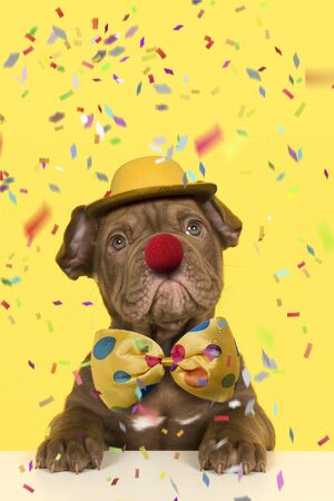 Cute old english bulldog puppy dressep up as a clown with bow, hat and a red nose on a yellow background with confetti