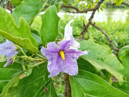 美しい白と紫の色の花 タイのナスの花 の写真素材 画像素材 Image 2521