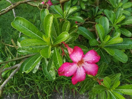 美しい鮮やかなピンクの花 砂漠のバラの画像を閉じます 美しいピンクの花と梅雨の水の液滴 の写真素材 画像素材 Image 美しい鮮やかなピンクの花 砂漠のバラの画像を閉じます 美しいピンクの花と梅雨の水の液滴 の写真素材 画像素材 Image