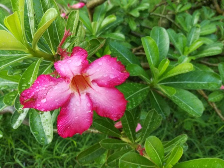 美しい鮮やかなピンクの花 砂漠のバラの画像を閉じます 美しいピンクの花と梅雨の水の液滴 の写真素材 画像素材 Image 美しい鮮やかなピンクの花 砂漠のバラの画像を閉じます 美しいピンクの花と梅雨の水の液滴 の写真素材 画像素材 Image