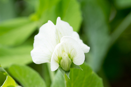 マクロ 詳細 サヤエンドウ満開の白い花のショットを閉じる の写真素材 画像素材 Image マクロ 詳細 サヤエンドウ満開の白い花のショットを閉じる の写真素材 画像素材 Image