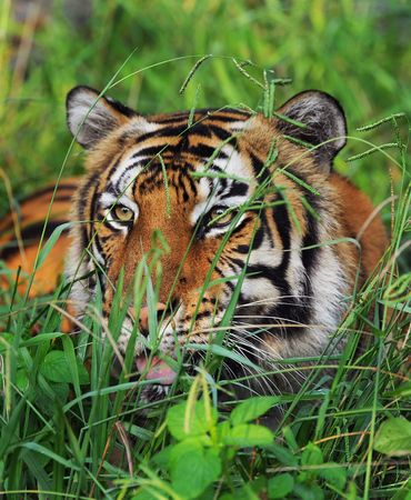 Bengal Tiger Фото со стока