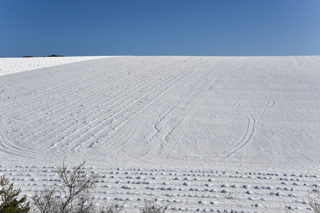 ミストラル 風に吹かれて雪の中のラベンダー畑 の写真素材 画像素材 Image ミストラル 風に吹かれて雪の中のラベンダー畑 の写真素材 画像素材 Image