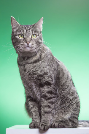 Chat Assis Regardant A L Autre Fond Vert De L Ecran Chroma Key Tourne En Studio Banque D Images Et Photos Libres De Droits Image